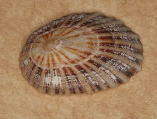 Scutellastra aphanes