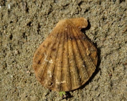 Semipallium crouchi