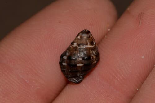 Semiricinula muricina