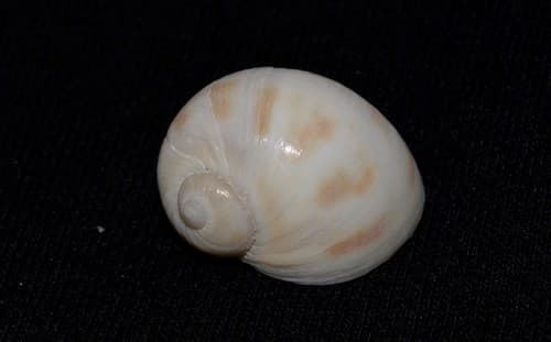 Seychelles Moon Shell
