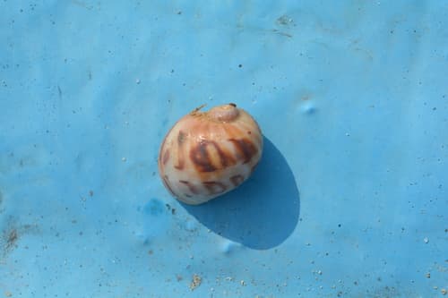 Seychelles moon snail