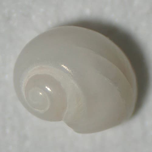 Sigatica semisulcata