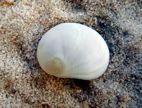 Sinum bifasciatum