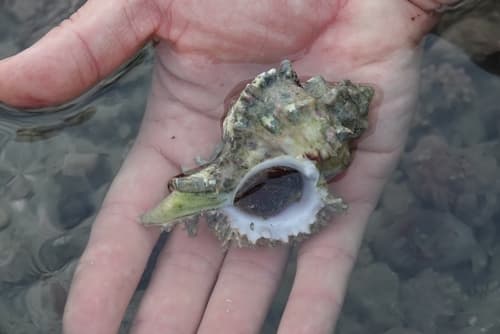 Siratus pliciferoides