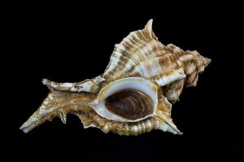 Siratus senegalensis