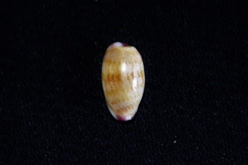 small-toothed cowrie