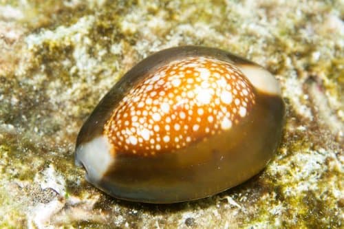 Snakehead Cowrie