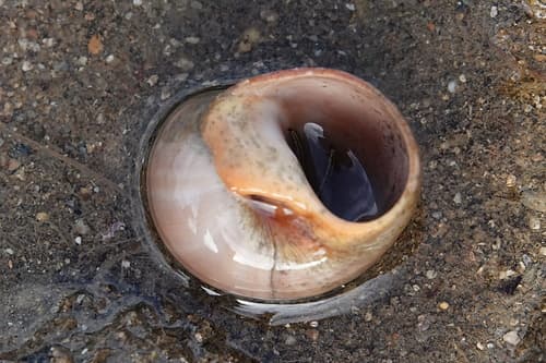Sordid Moon Snail