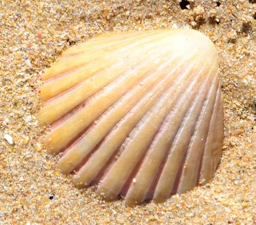 South African scallop