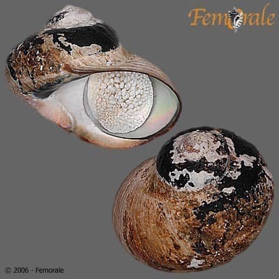 South African Turban