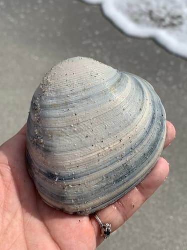 Southern Quahog