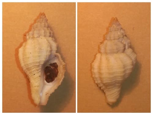 Spindle Dwarf Triton