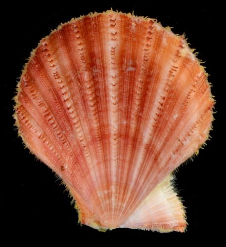 Spiny Scallop