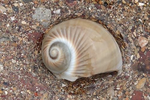 Spotted Sand Shell