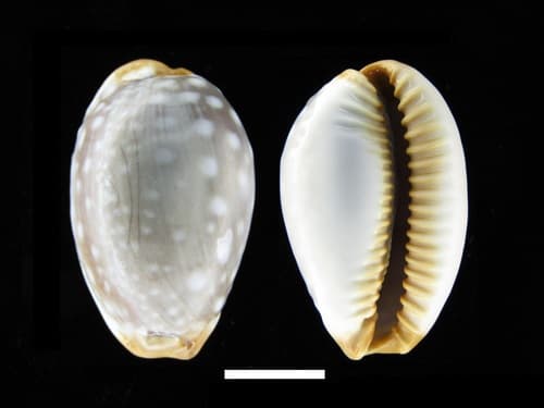 Staphylaea limacina