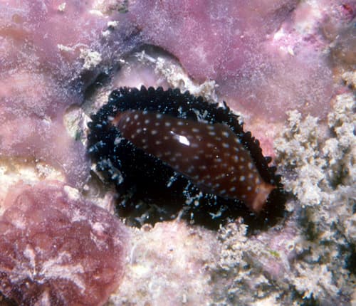 Staphylaea semiplota