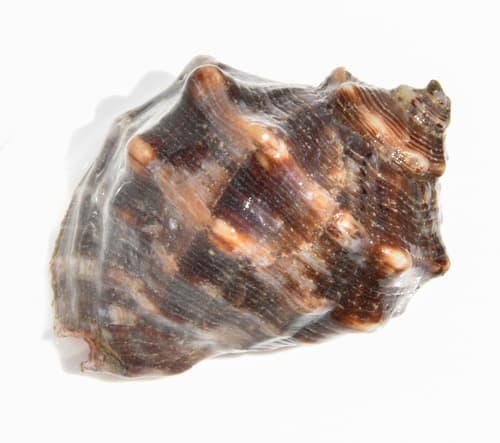 Stramonita biserialis