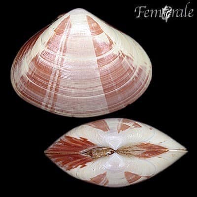 Streaked Sand-clam