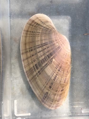 Sunray Venus Clam