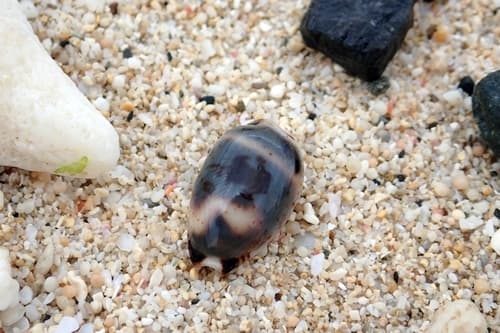 swallow cowrie