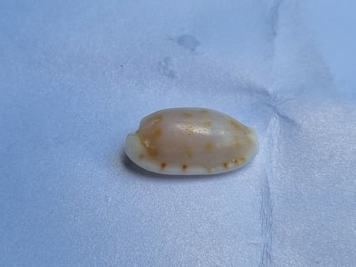 Talostolida subteres