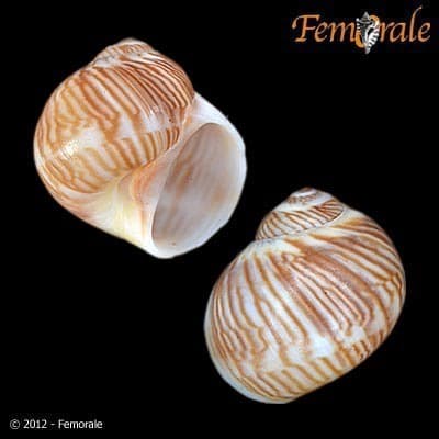 Tectonatica sagraiana