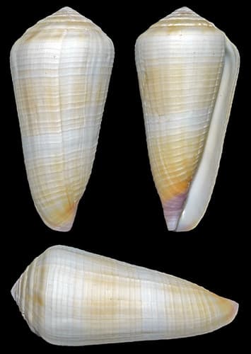 terebra cone