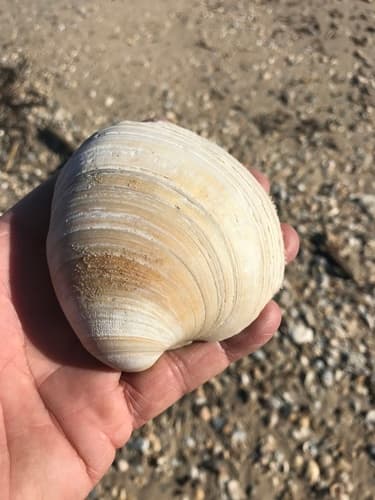 Texas Quahog