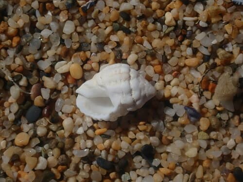 The Consumed Ricinula