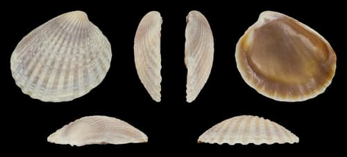 Timoclea cochinensis