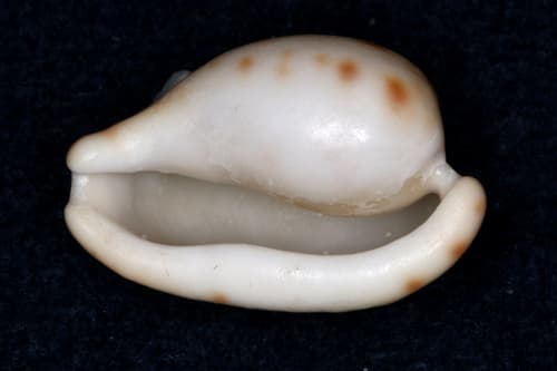 toothless cape cowrie
