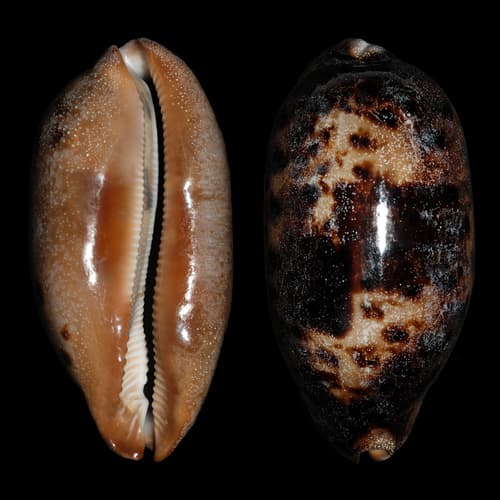 Tortoise Cowry