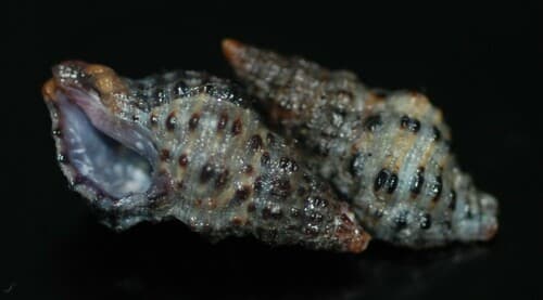 Trachypollia lugubris