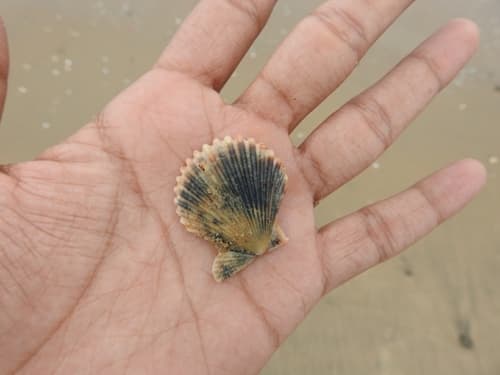 Tranquebaria Scallop