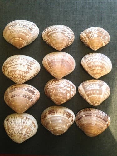 Transennella pannosa