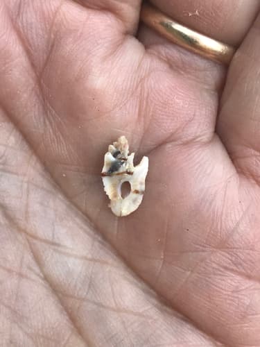 Tripterotyphis fayae