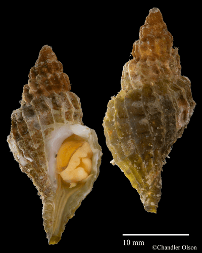 Trophonopsis orpheus