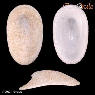 Tugali elegans