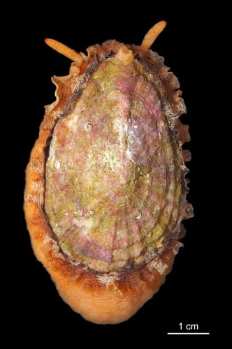Tugalina gigas