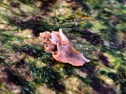 Typhinellus labiatus