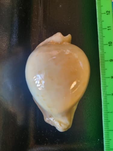 Umbilia capricornica