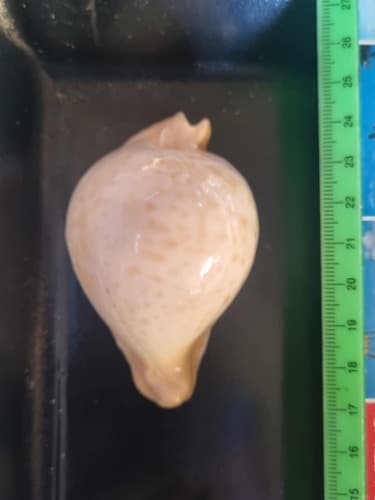 Umbilia petilirostris