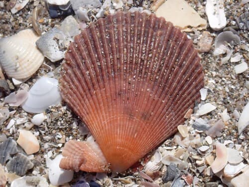 Variegated Scallop