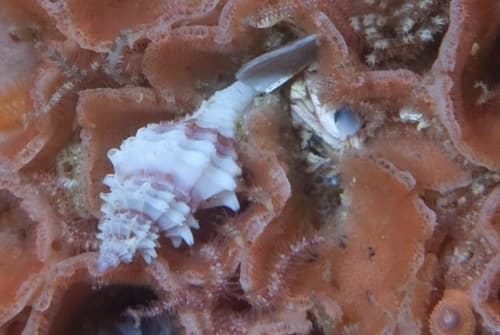 Vaughtia purpuroides