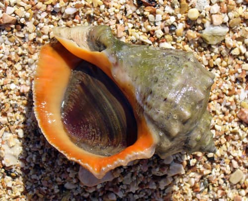 Veined Rapa Whelk