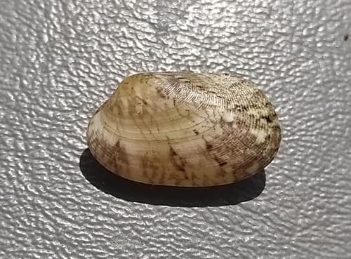 Venerupis geographica