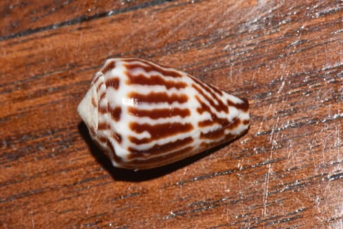 Vermiculate Cone