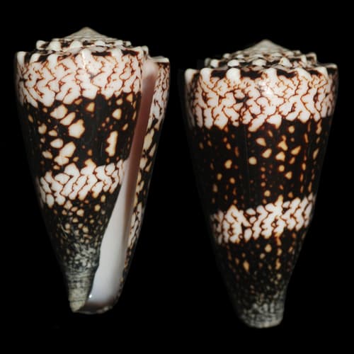 Vidua Cone