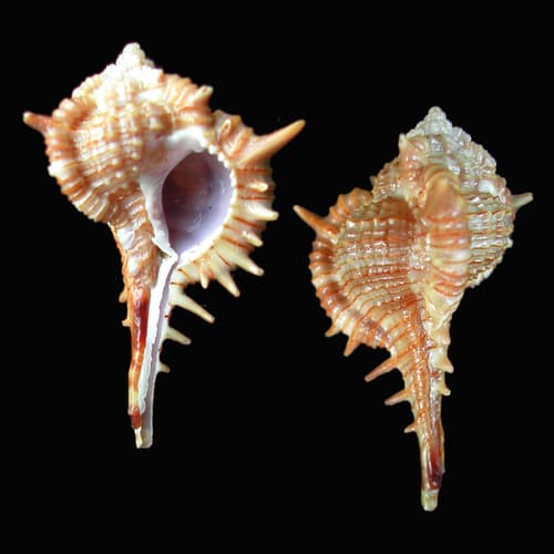 Vokesimurex donmoorei