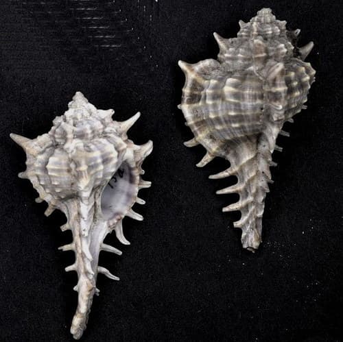 Vokesimurex elenensis